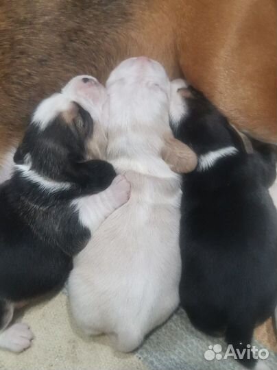 Идёт резерв на щенков бигль шоу класса