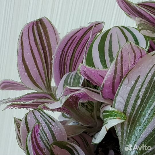 Традесканция Нанук