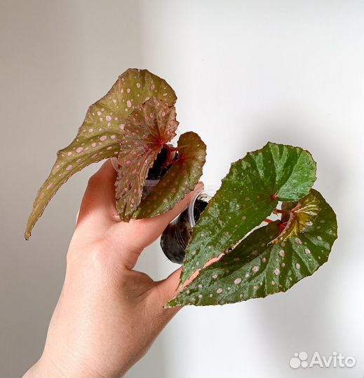 Кейн бегонии 3 часть