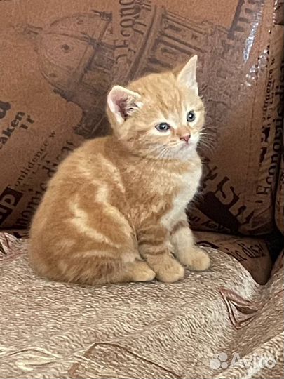 Кошка в дар