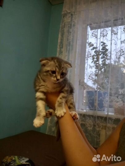 Шотландские вислоухие котята мраморные