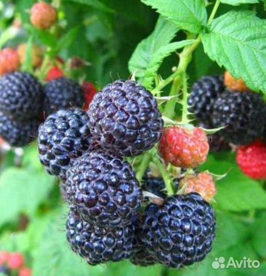 Ежемалина чёрная урожайная сладкая