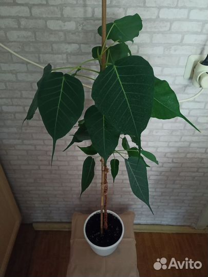 Фикус священный эдем