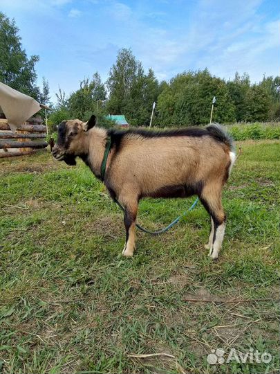 Услуги козлика