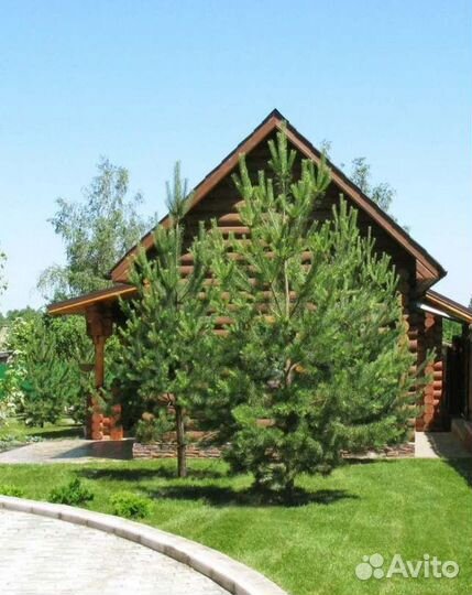 Крупномер сосны