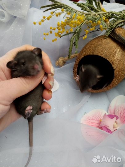 Крыса.крысята дамбо.черные гладенькие.клетки