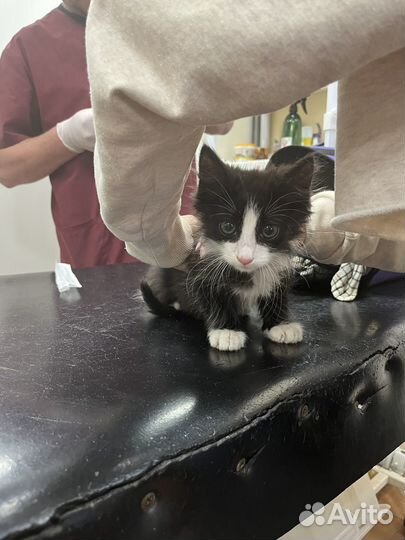 Котенок в дар бесплатно