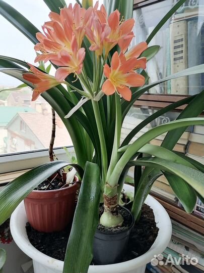 Кливия киноварная