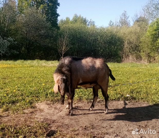 Нубийские козлята/козел