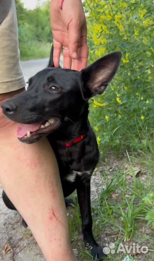 Щенок 4 месяца Айси