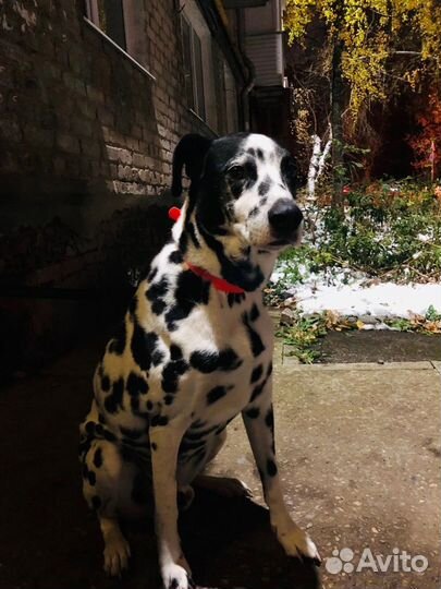 Брюс ищет дом