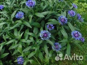 Цветы для сада