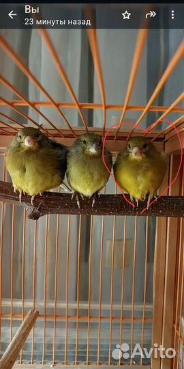 Кенар поющий