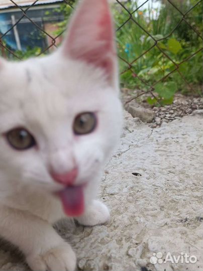 Котенок мальчик бесплатно