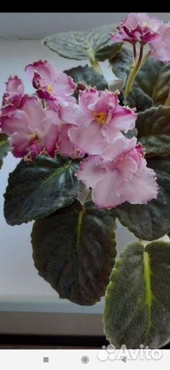 Фиалка детки или укорененные листики