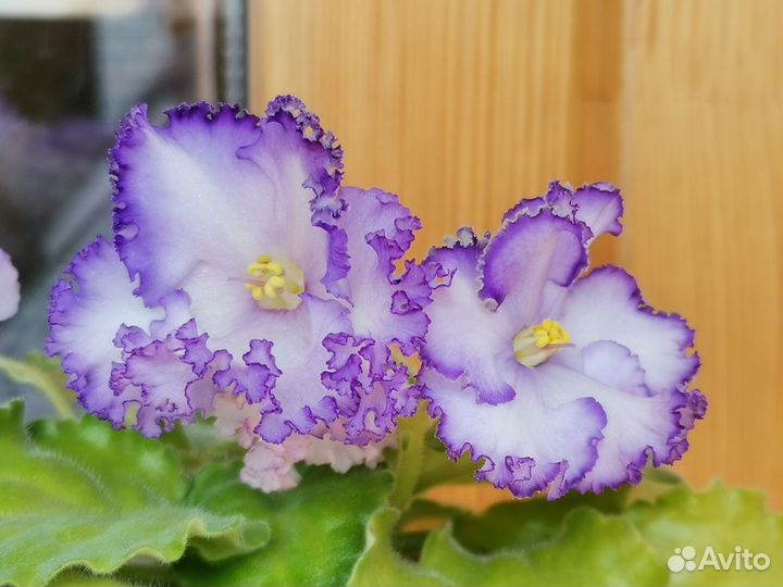 Детки фиалки