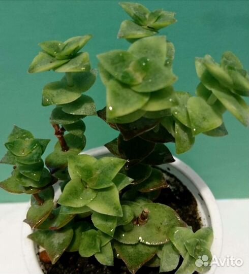 Суккуленты