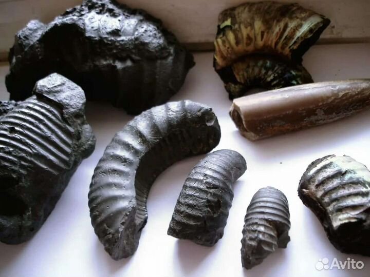 Экскурсия к месту залегания окаменелостей