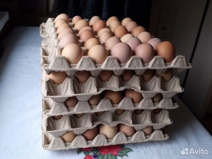 Домашние куриные яйца