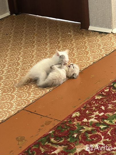 Котята