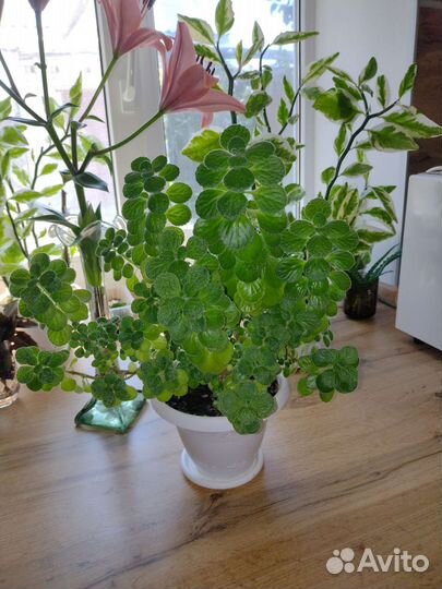 Комнатная мята (плектрантус)