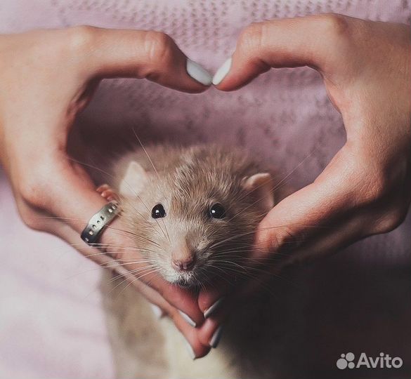 Ратолог специалист по грызунам