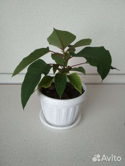 Пуансеттия