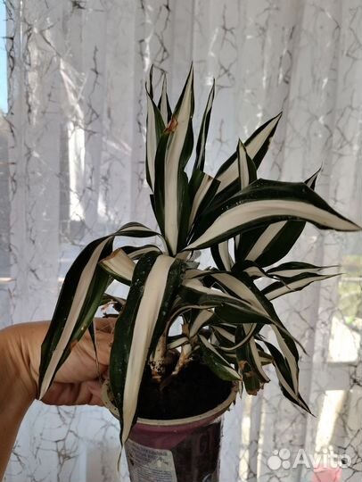 Драцена деремская