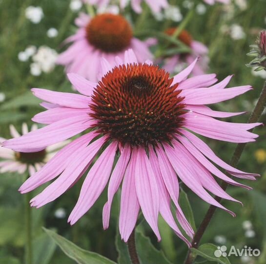 Букет на заказ