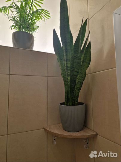 Сансевиерия