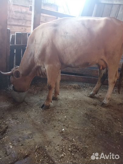 Корова дойная первотелок