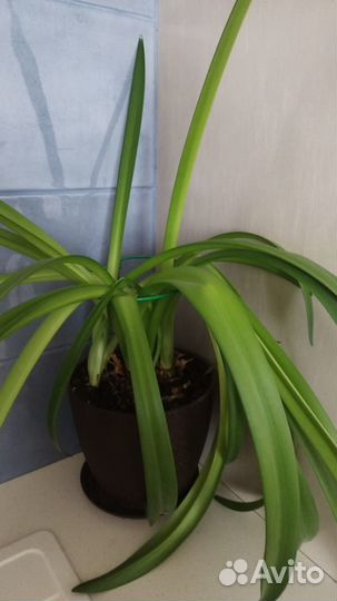 Гиппеаструм или комнатная лилия