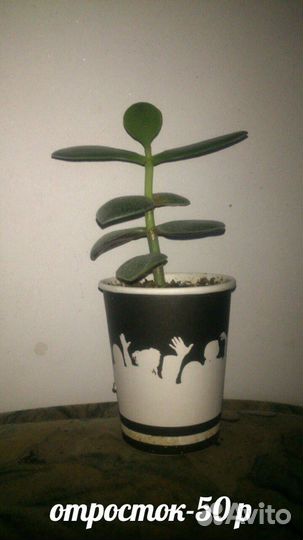 Денежное дерево