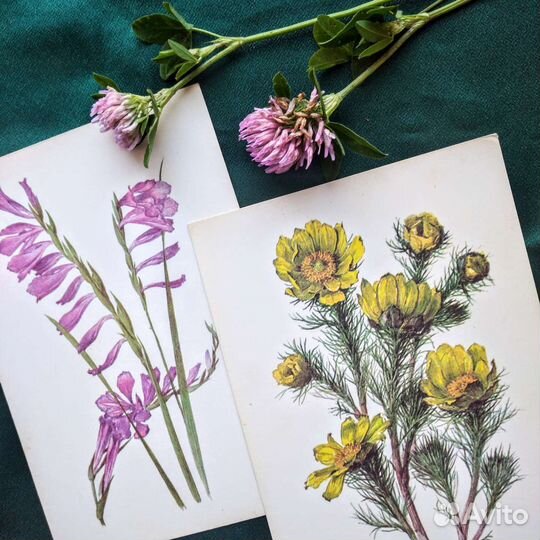 Набор открыток Цветы
