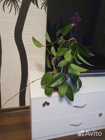 Хойя локки, бэлла и макрофилла