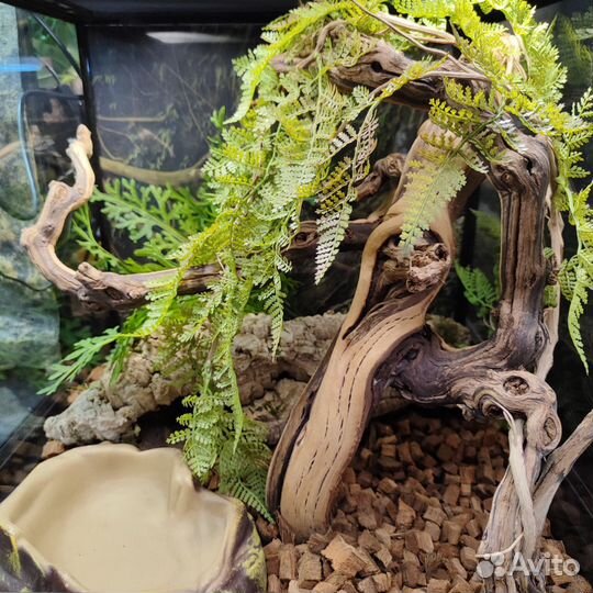 Террариум для геккона комплект