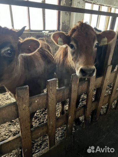 Айширская коровы, телочки Джерси