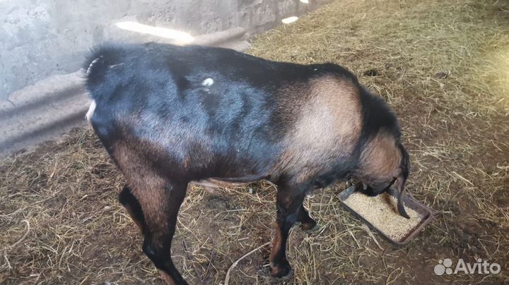 Нубийские козы