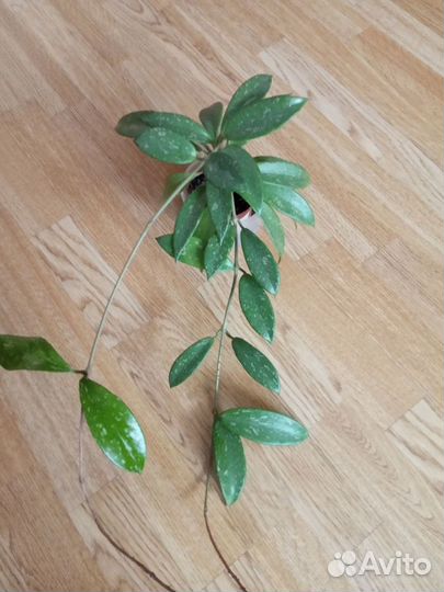 Хойя Публикалис