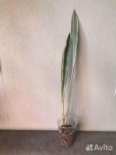 Сансевиерии