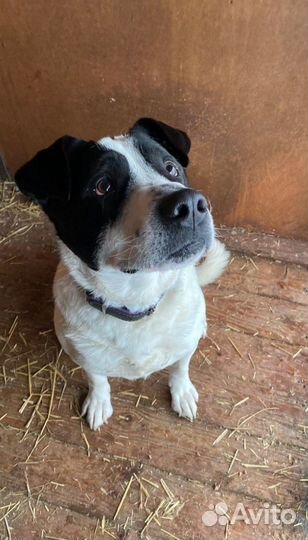 Умут ищет дом