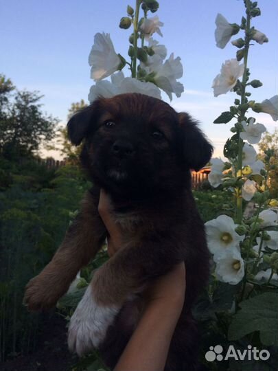 Щенки маленькой дворняжки, в добрые руки