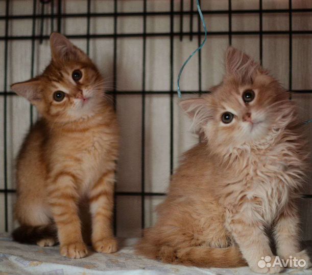 Котенок 4 месяца в заботливые руки