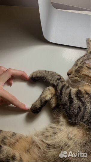 Зооняня/ передержка животных