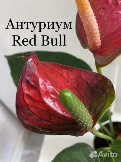 Антуриум Red Bull