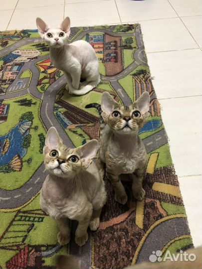 Девон-рекс кошка