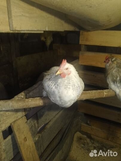 Куры петухи