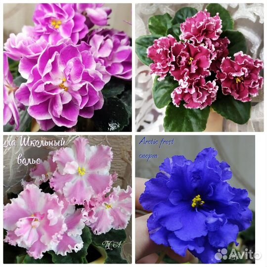 Сортовые фиалки набор