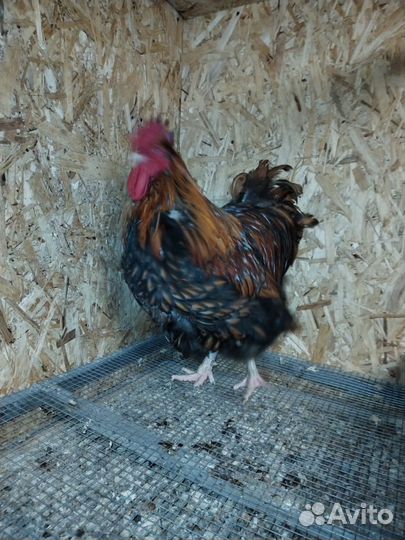 Продаю петушков разных пород