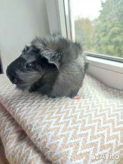 Морская свинка